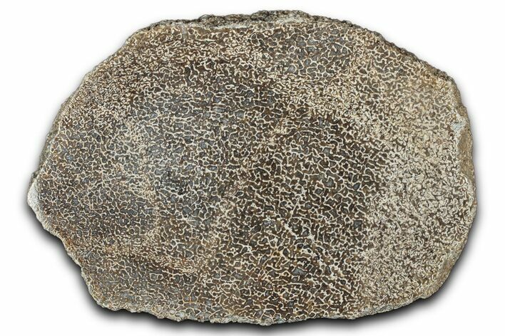 Polished Dinosaur Bone (Gembone) Slab - Morocco #349637